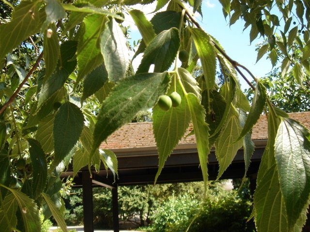 Celtis occidentalis fruit